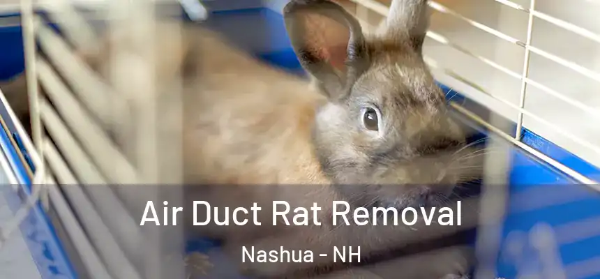  Air Duct Rat Removal Nashua - NH
